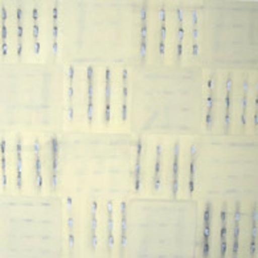 Liner 2 - Oil Bar on Paper - Image 16" x 16" - Paper 30" x 22"